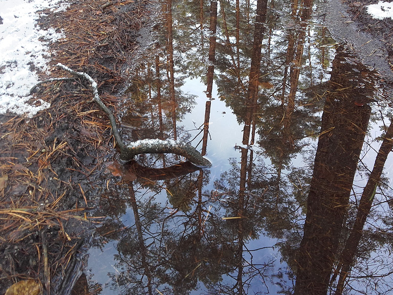 Fläming Winterwald