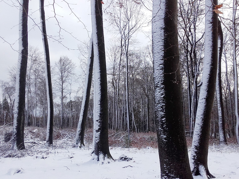 Fläming Winterwald, Copyright K.G.Brandler