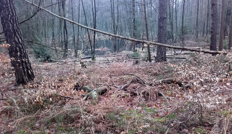 Verlandung im Bereich Kleiner Samithsee