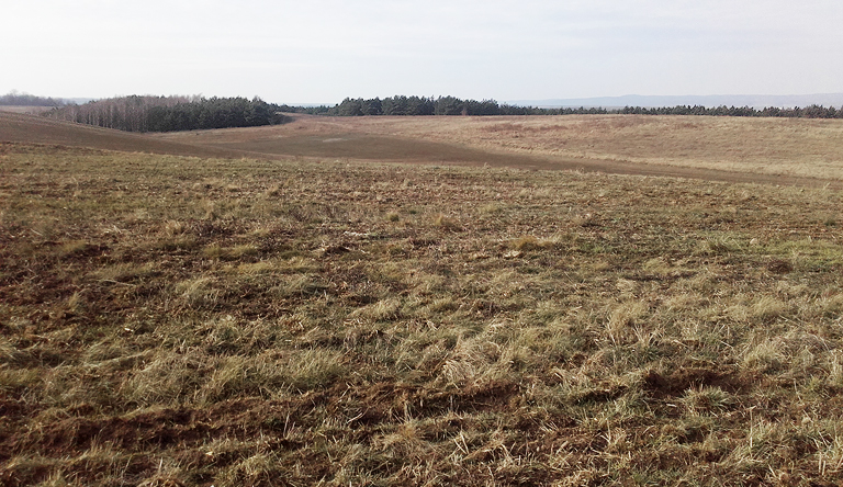 Hochfläche Richtung Calluna-Sandheide Zehden