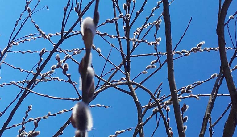 Bald aber siegte der vor noch ungesicherte Frühling