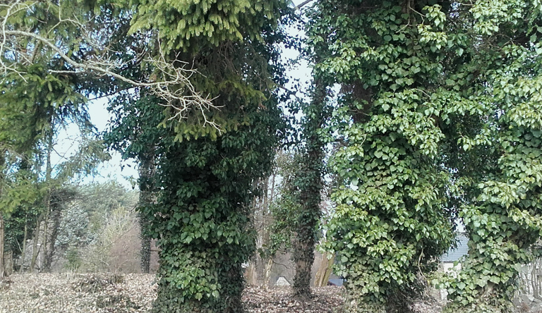 Ehemaliger evangelischer Friedhof Zanzhausen in Santoczno