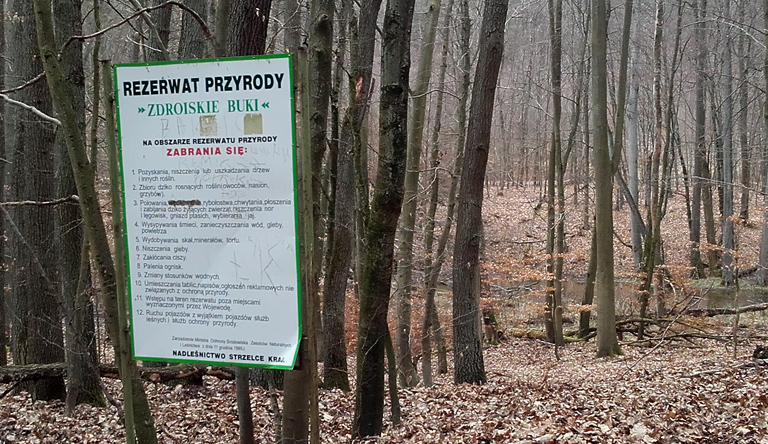 Wald- und Landschaftsreservat Zdroiskie Buki (Buchen von Zanzthal) 