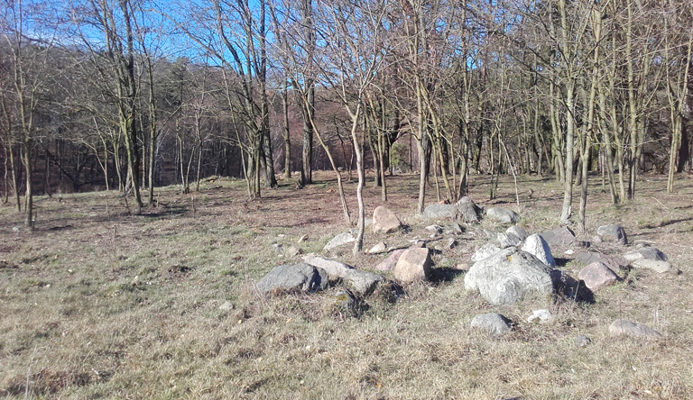 Hinter dem Wald die Weiden, bald nur noch für die Rinderherden 