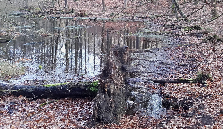 Tümpel im Wald am Wolletzsee