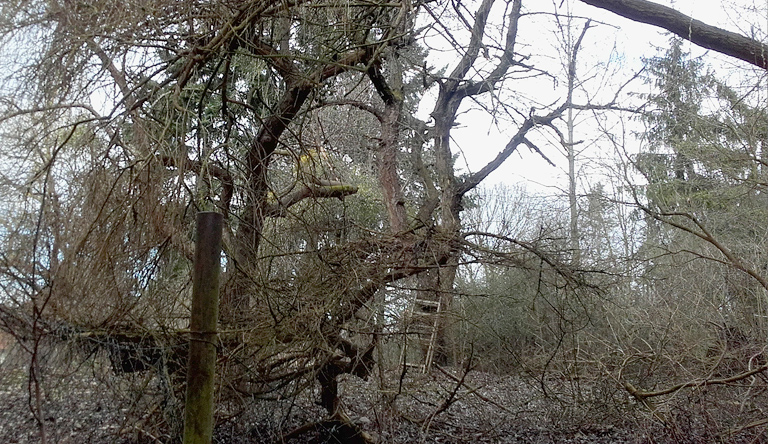 Angermünde, jüdischer Friedhof, 04.03.2019