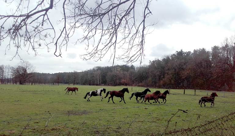 Pferde bei der Grundmühle