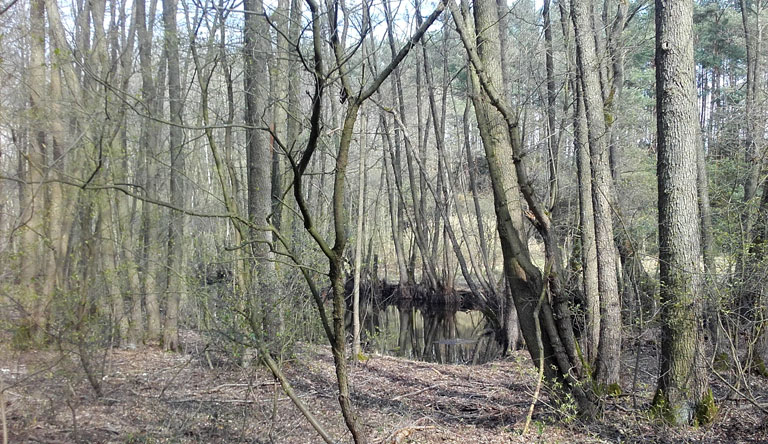 Feuchtgebiet in den Löwendorfer Bergen