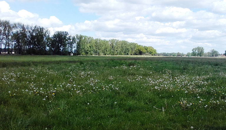 Blick zum slawischen Burgwall Kliestow