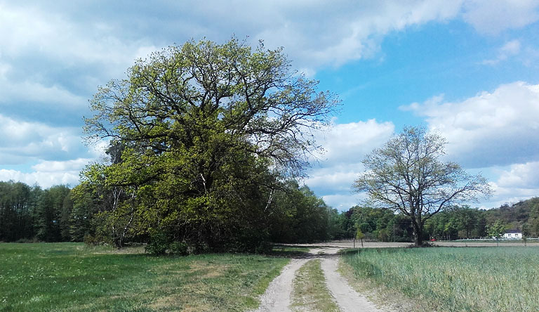 Bergweg und Eiche bei Ahrensdorf