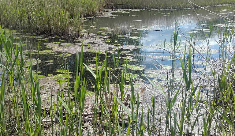 Teich der Wasserwirtschaft an der Nuthe bei Trebbin