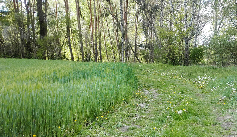 Uferweg an der Nuthe bei Kliestow