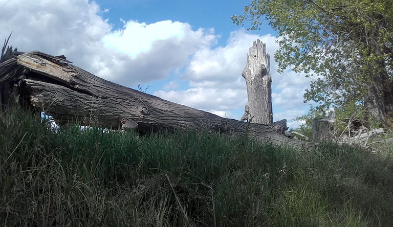 Toter Baum an der Nuthe