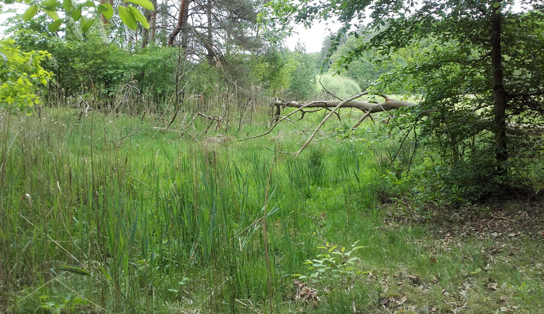 Viel Grün am NSG Thymensee