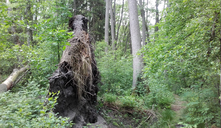 Begegnung mit dem Mammut