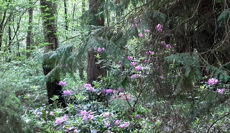 Der Rhododendron hat sich in den Landschaftspark ausgebreitet