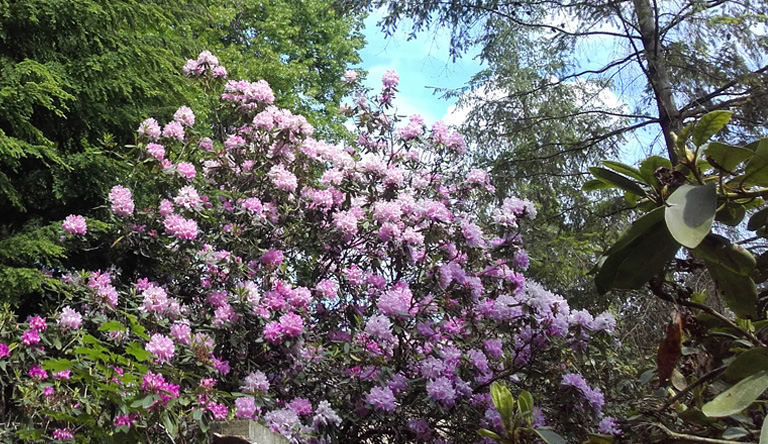 Rhododendron im Schlosspark Gadow