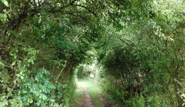 Boitzenburger Land, Heckenweg bei Jakobshagen