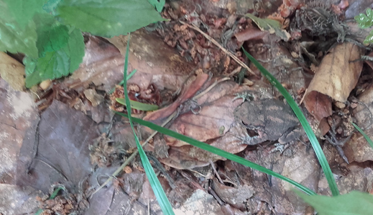 Kröte im Wald am Schleusengraben