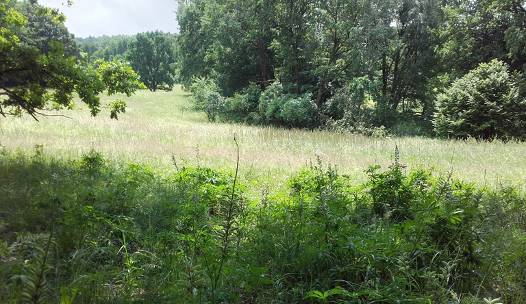 Lupinen Nähe Düster Möll