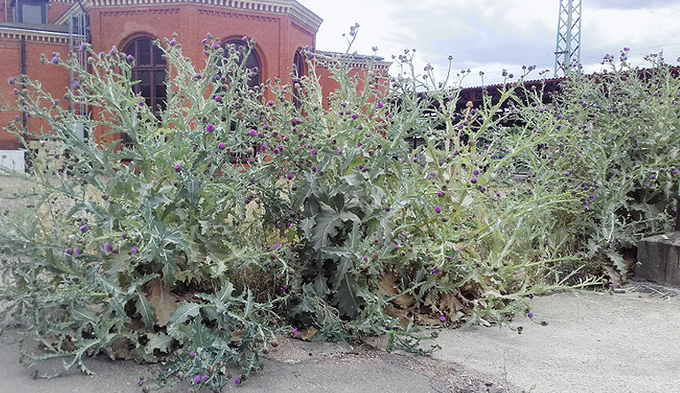 Gartenkunst Bahnhof Guben. Copyright K.G.Brandler