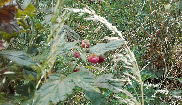 stark vergrößerte Himbeeren. Copyright K.G.Brandler