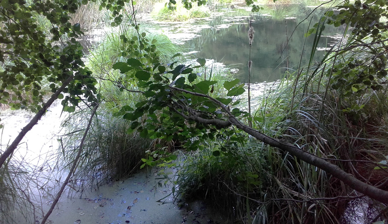 Versteckter Teich nördlich von Atterwasch. Copyright K.G.Brandler