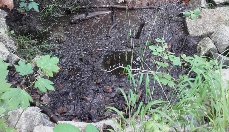 Das letzte Wasser im Quelltopf