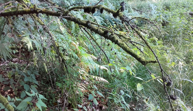 Ein nur scheinbar üppig feuchtes Moor - mit nicht heimischem Nadelholzstandort. Dem geht es wohl bald wiedervernässend an den Kragen 