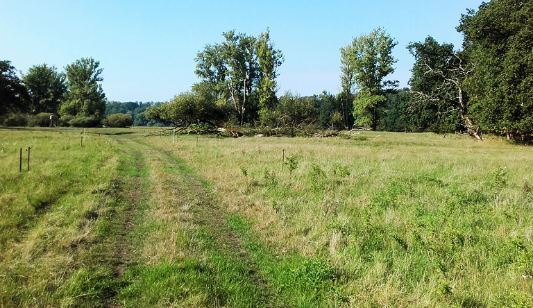 Oderaue bei Lossow