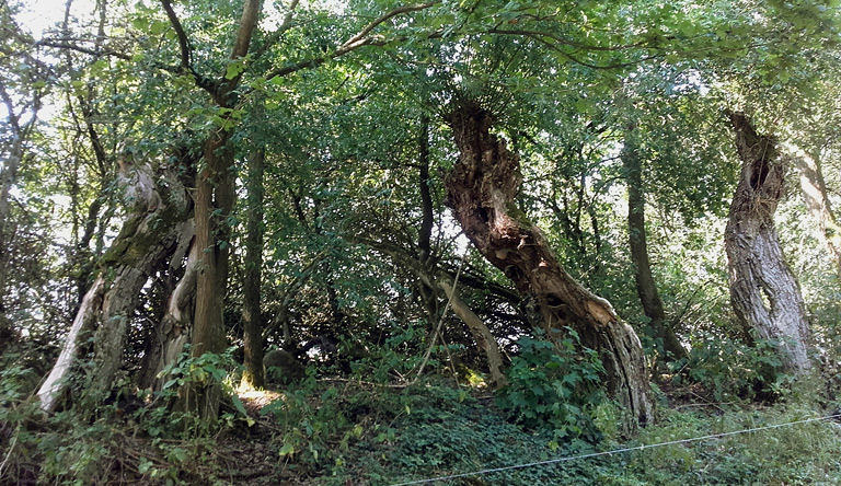 Lossow, Triftweg mit Weiden