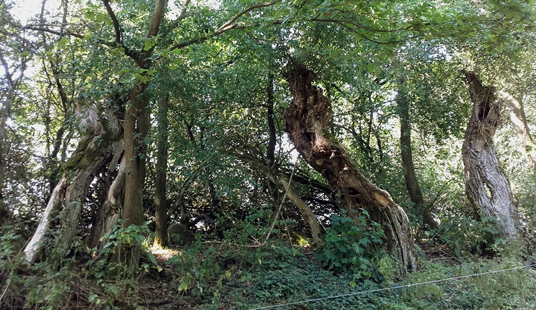 Lossow, Triftweg mit Weiden