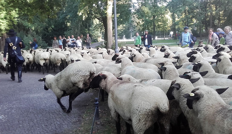 Berliner Schafstag mit Hürdenlauf