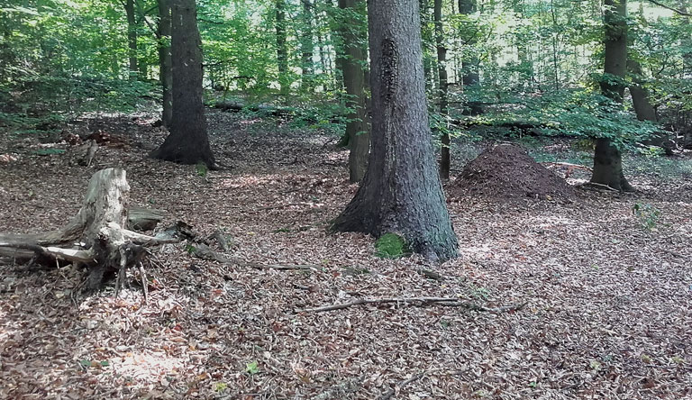 Richtung Brunnenberge Eberswalde