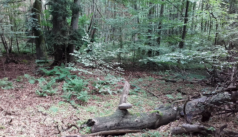 südwestlich vor dem Schwärzesee - Senke und Quellhorizont der Schwärze