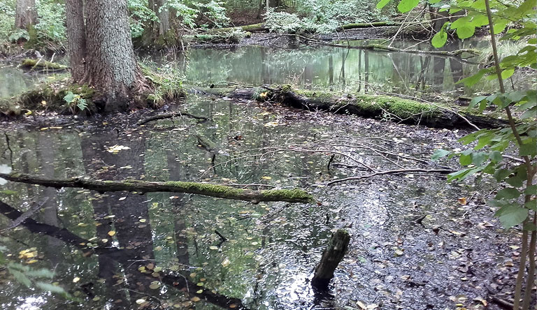 Schwärze am Eberswalder Zoo