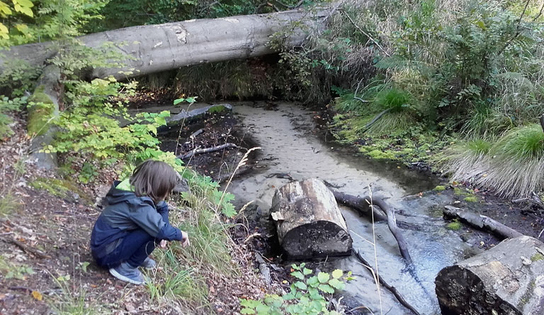 Abenteuer begehbare Baumbrücke
