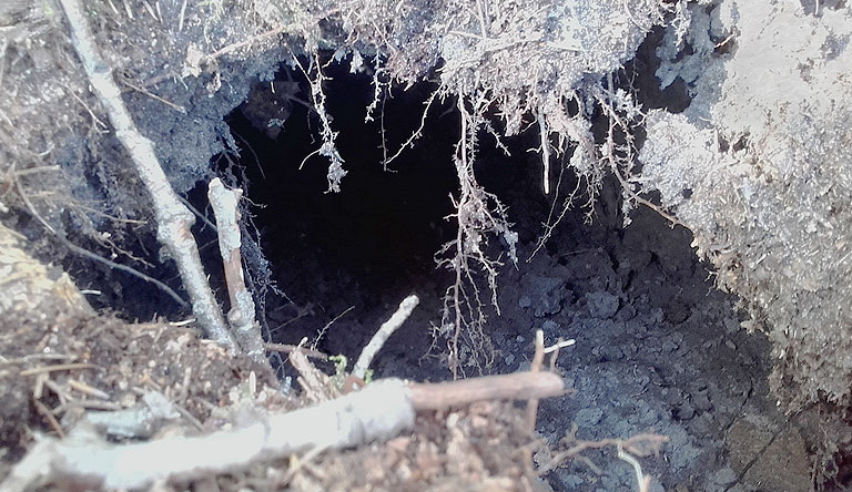 Biber-Erdbau mit abzweigenden Gängen