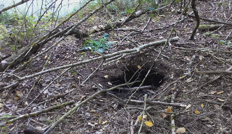Biberwelt am Herthafließ - Stocksammlung an der Wohnhöhle