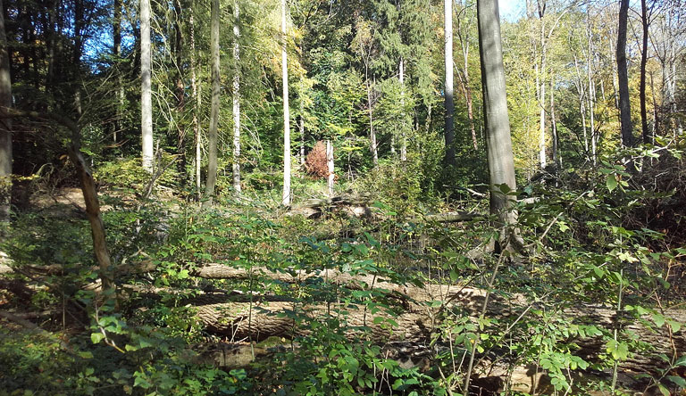 Wald am Herthafließ
