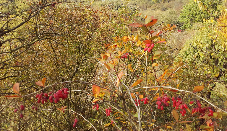 NSG Kanonen- und Schloßberg, Schäfergrund, Herbstgold und Berberitze