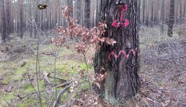 Tesla-Land bei Fangschleuse, gepflegter Nutzwald