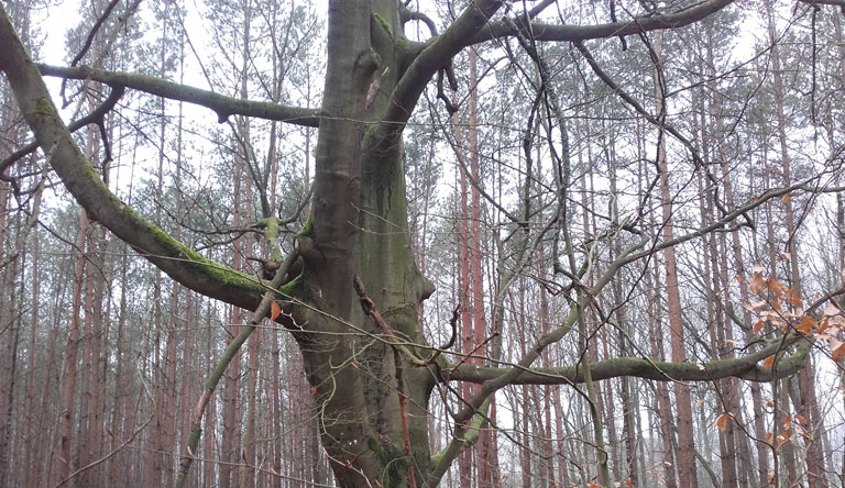 Buche im Kiefernwald