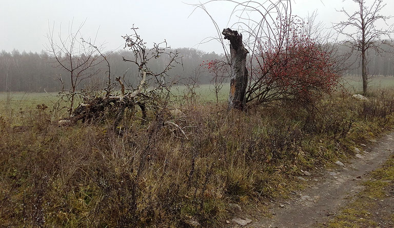 Feldweg hinter Hagelberg