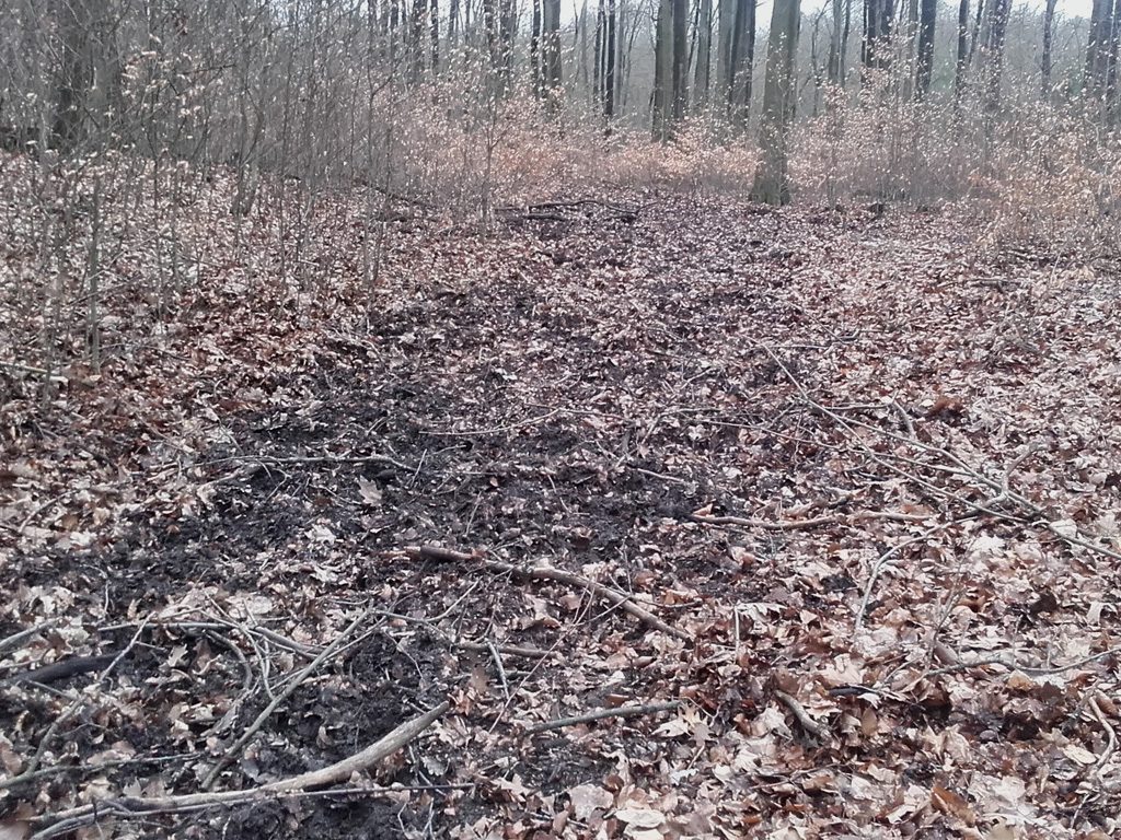 Naturlehrpfad im Stadtwald Frankfurt(O)