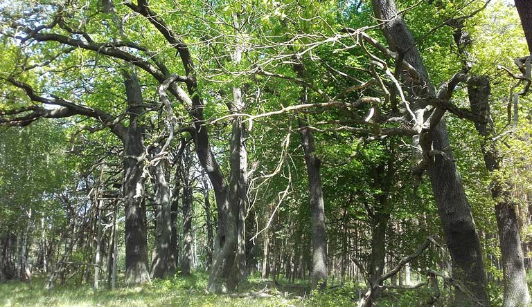 Eichenallee mitten im Wald