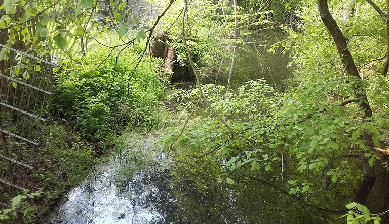 Mühlenfliess zwischen Dehmsee und Glieningmoor