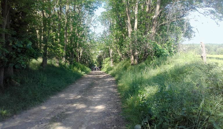 Wiesenweg bei Dahmsdorf