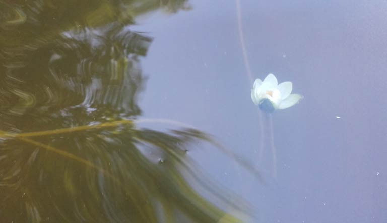 Blühen unter Wasser