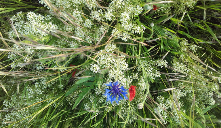 Labkraut, Kornblume und Klatschmohn